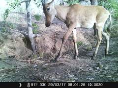 Alcelaphus buselaphus major