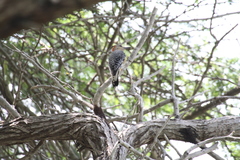 Melanerpes rubricapillus