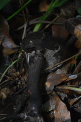 Strobilomyces