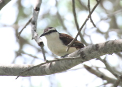 Campylorhynchus griseus