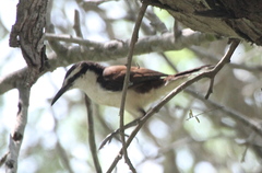 Campylorhynchus griseus