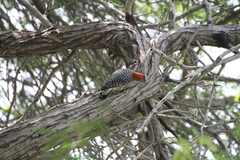 Melanerpes rubricapillus