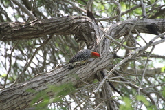 Melanerpes rubricapillus