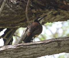 Campylorhynchus griseus