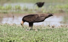 Cathartes burrovianus
