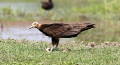 Cathartes burrovianus