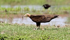 Cathartes burrovianus