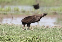 Cathartes burrovianus
