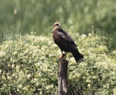 Rostrhamus sociabilis