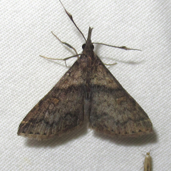Renia rigida