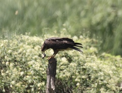 Rostrhamus sociabilis