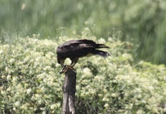 Rostrhamus sociabilis