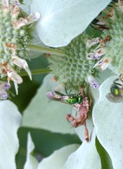 Augochloropsis viridula