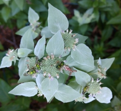 Augochloropsis viridula