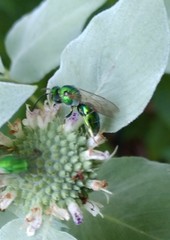Augochloropsis viridula