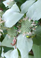Augochloropsis viridula