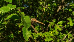 Crocothemis erythraea