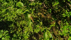 Crocothemis erythraea