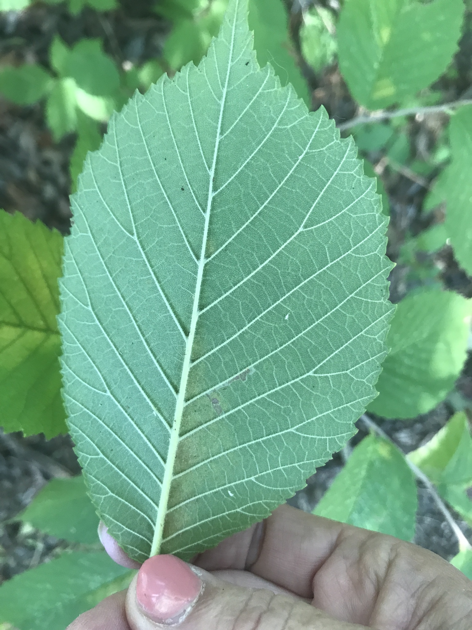The Elm Project, Part 2: American Elm and Slippery Elm (updated
