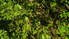 Crocothemis erythraea