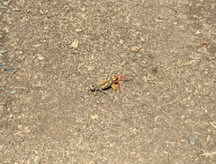 Chorthippus binotatus