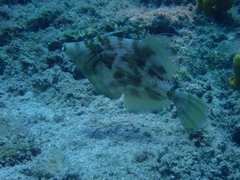 Stephanolepis diaspros