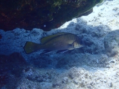 Sciaena umbra