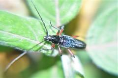 Stenosphenus sobrius