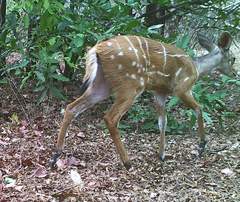 Tragelaphus scriptus