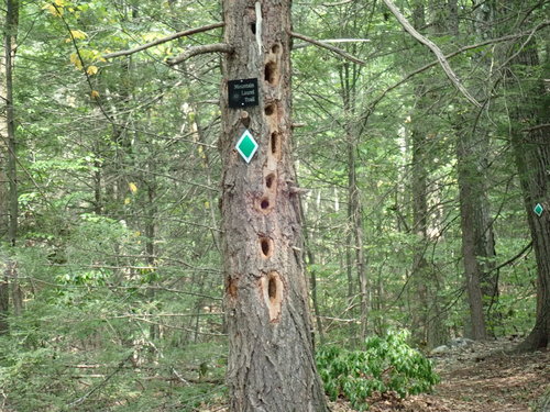 Pileated Woodpecker photographed in Massachusetts