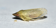 Xerophloea viridis