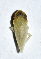 Xerophloea viridis