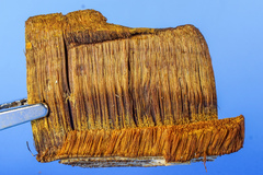 Inonotus andersonii image