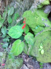 Smithiantha cinnabarina