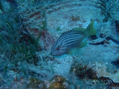 Epinephelus costae
