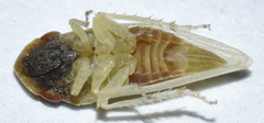Xerophloea viridis