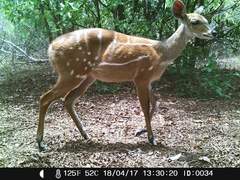 Tragelaphus scriptus