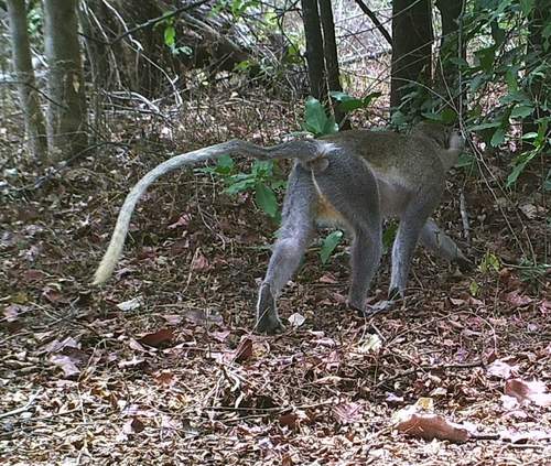 Tantalus Monkey