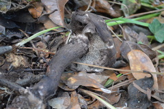 Strobilomyces