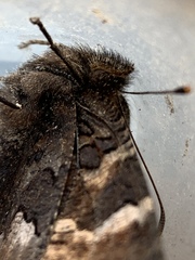 Nymphalis
