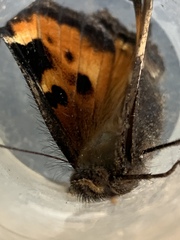 Nymphalis