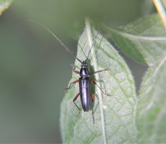 Stenosphenus sobrius