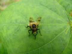Volucella bombylans