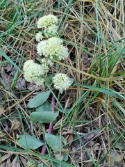 Hylotelephium maximum