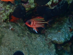 Sargocentron rubrum