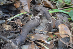 Strobilomyces