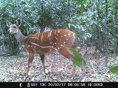 Tragelaphus scriptus