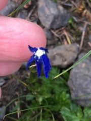 Gentiana bavarica bavarica
