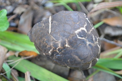 Strobilomyces
