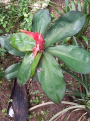 Costus woodsonii